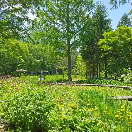 上三依水生植物園の季節を彩る花々