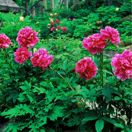 妙雲寺の境内のぼたん